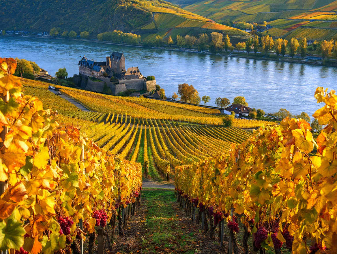 Rheintal – Weinberge und mittelalterliche Burgen am Rheinufer